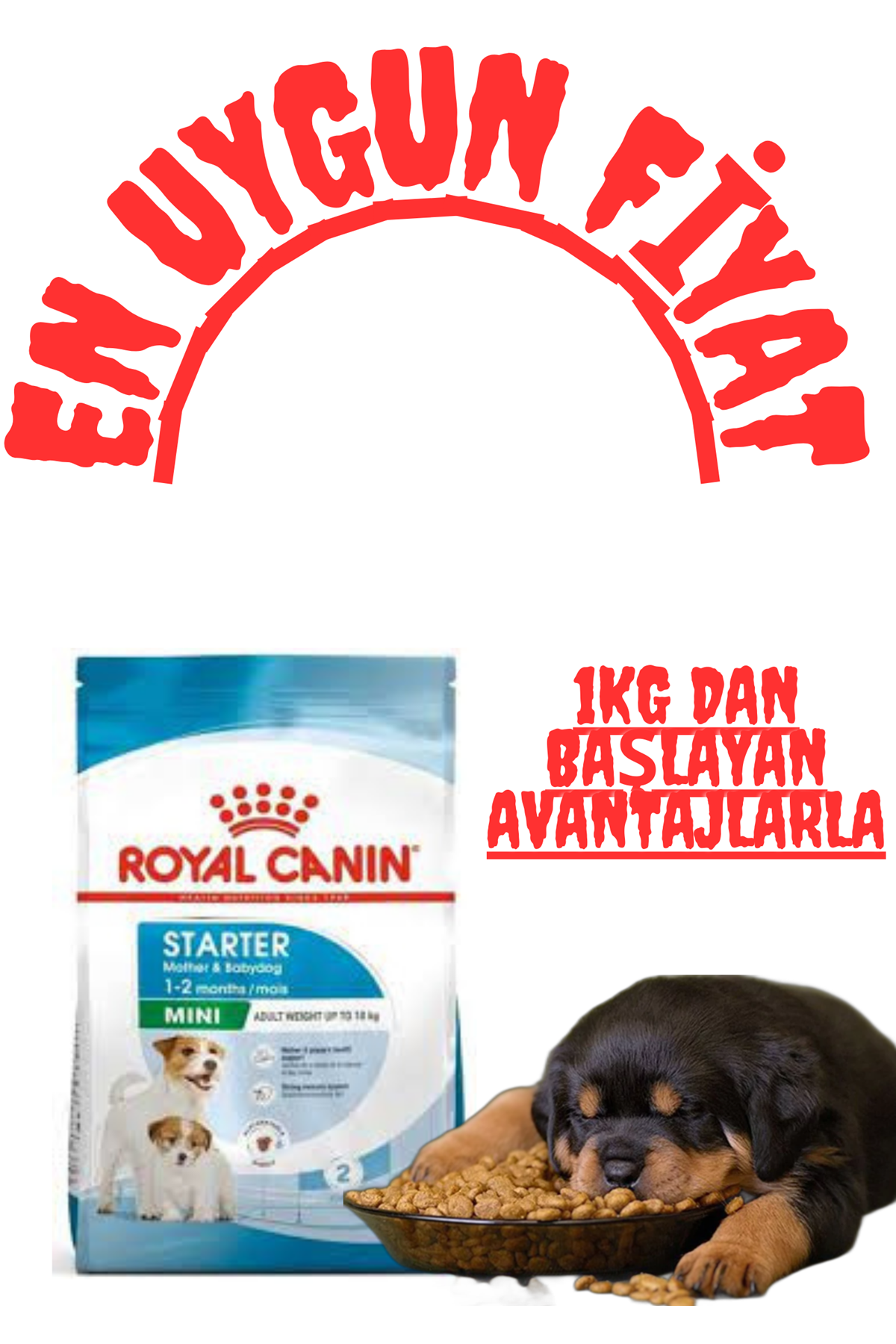 Royal Canin Mini Starter ile Hamile ve Emziren Anne Köpeklerinize En İyi Bakımı Sunun